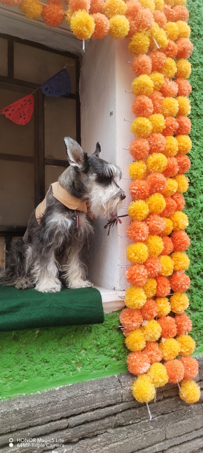 Perrito guardian