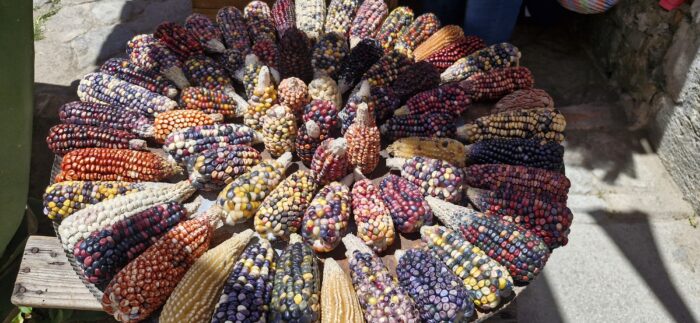Cosecha de colores