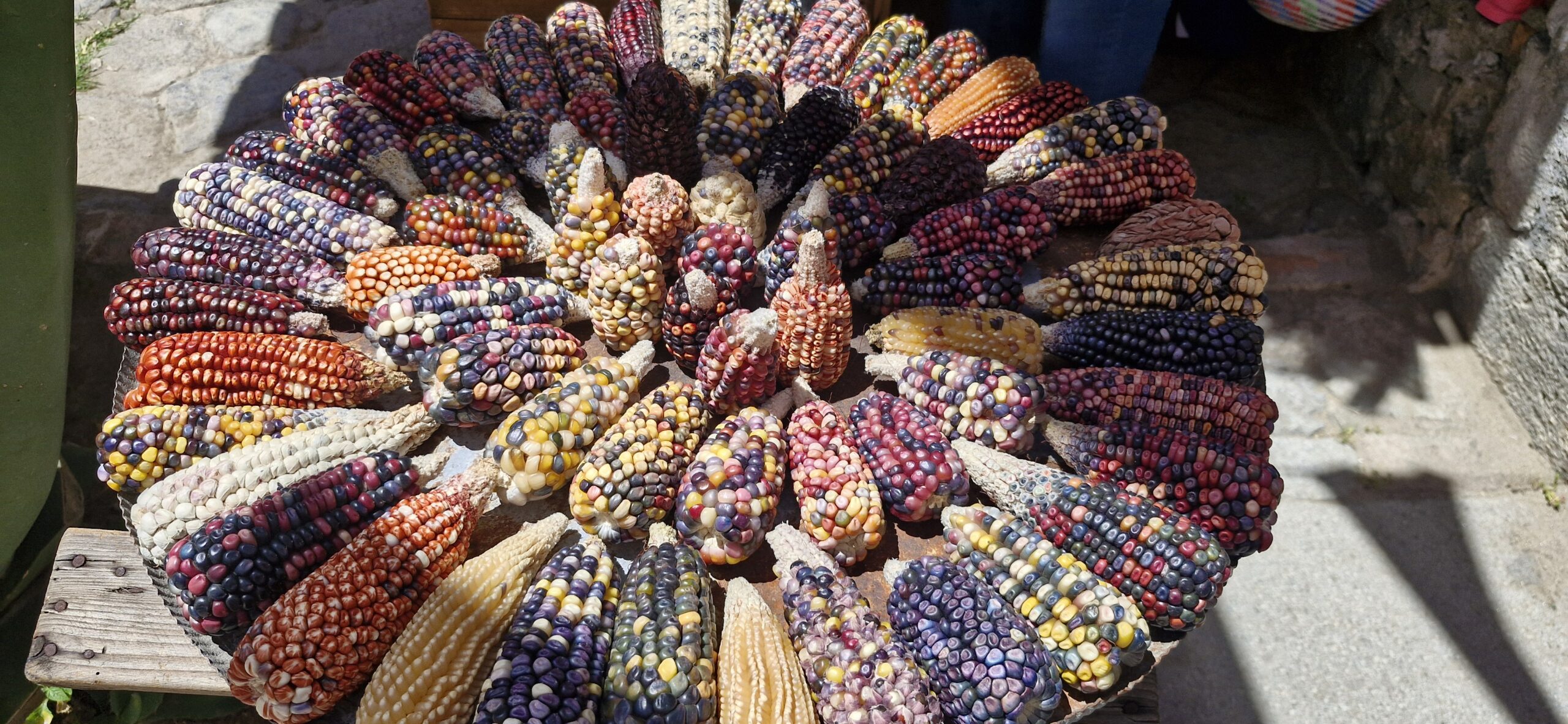Cosecha de colores
