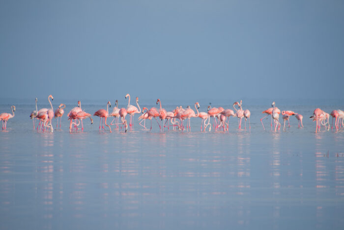 Pastel – Flamingos