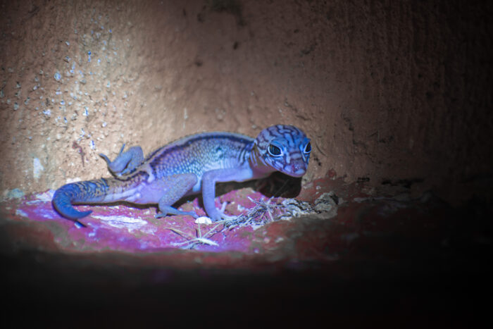 Mayo 2026 – Gecko Yucateco