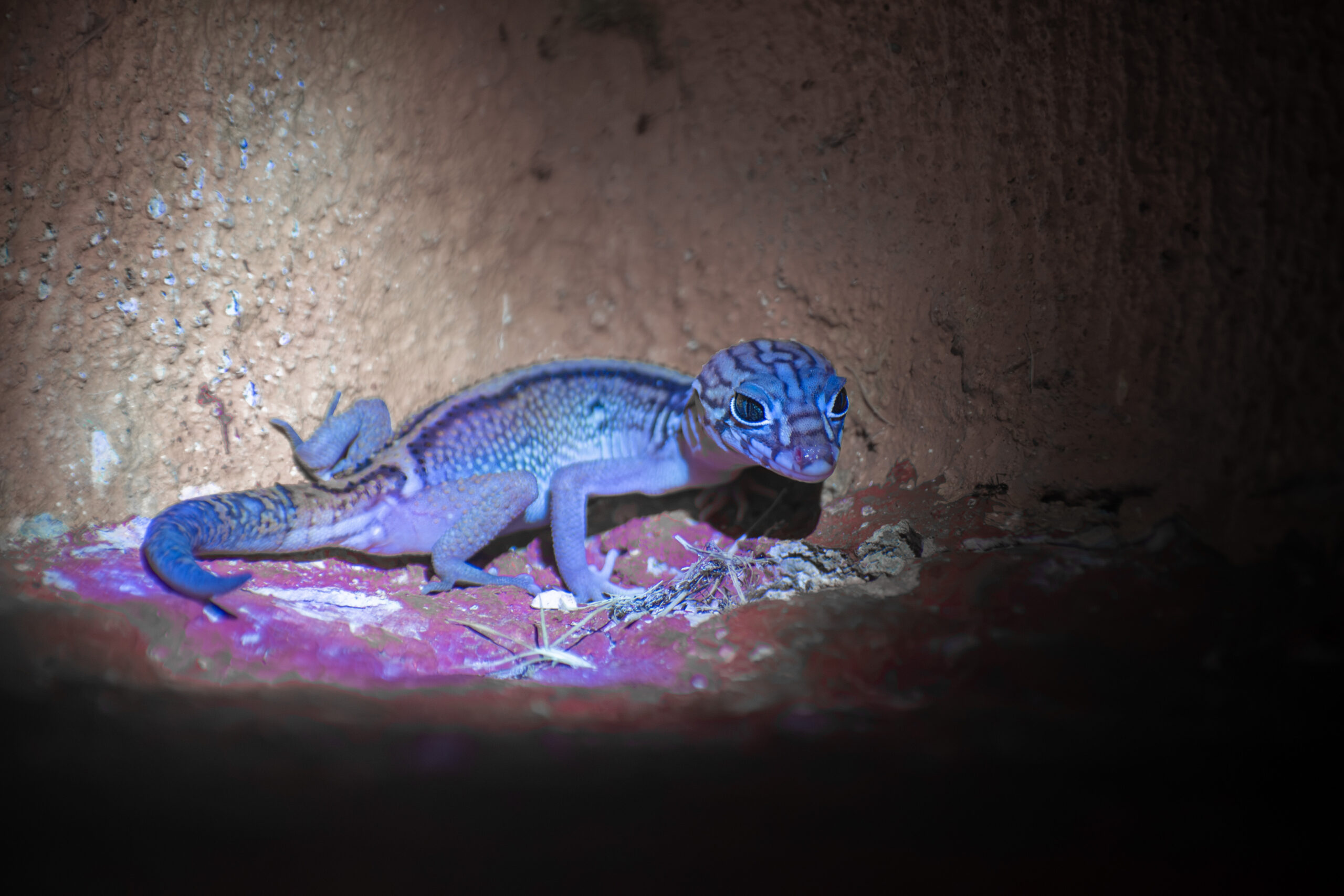 Mayo 2026 – Gecko Yucateco